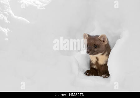 Curioso martora (Martes martes) guardando attraverso lo spazio nella neve mentre la caccia in inverno Foto Stock