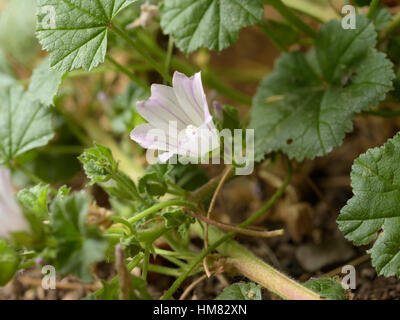 Dwarf Mallow, Malva neglecta Foto Stock