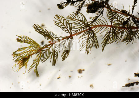 Acqua Spiked-achillea, Myriophyllum spicatum Foto Stock