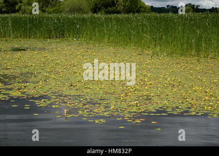 Orlata di acqua-lily, Nymphoides peltata Foto Stock