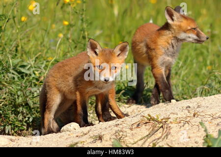 Curioso red fox cub guardando la telecamera (Vulpes vulpes, animali selvatici) Foto Stock