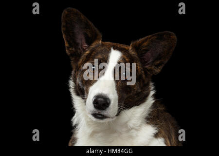 Welsh Corgi Cardigan cane isolato su sfondo nero Foto Stock