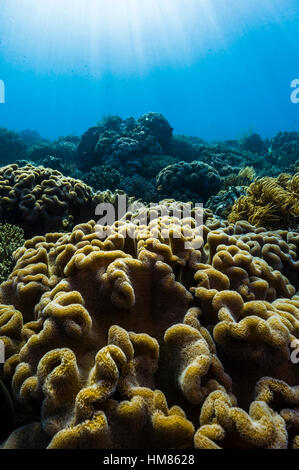Sunray cadere attraverso una barriera corallina incontaminata e strati ripiegati di Sarcophyton morbida pelle di corallo. Foto Stock