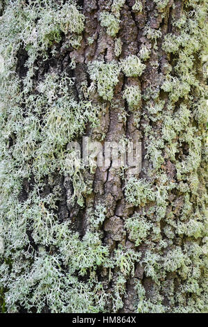 Tronco di albero coperto in MOSS Foto Stock