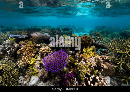 Un brillante viola di corallo duro spuntano da un fiorente reef tropicali in acque poco profonde. Foto Stock