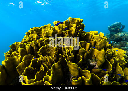 Il ritorto e ad onda pieghe di un enorme vaso di colonie di corallo emergente dal fondo dell'oceano in un reef tropicali. Foto Stock