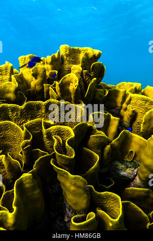 Il ritorto e ad onda pieghe di un enorme vaso di colonie di corallo emergente dal fondo dell'oceano in un reef tropicali. Foto Stock