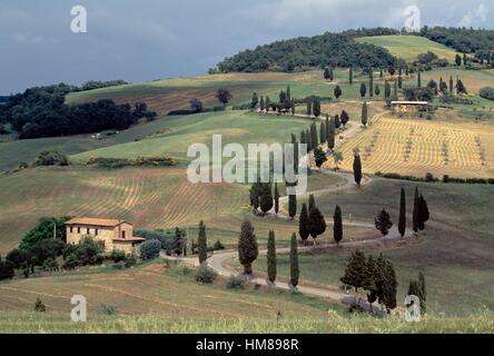 Strada fiancheggiata da cipressi tra Monticchiello e Chianciano Terme, Val d'Orcia (patrimonio mondiale Unesco, 2004), Toscana, Foto Stock