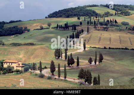 Strada fiancheggiata da cipressi tra Monticchiello e Chianciano Terme, Val d'Orcia (patrimonio mondiale Unesco, 2004), Toscana, Foto Stock