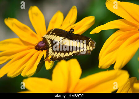 Giant coda di rondine Butterfly - Questa foto è stata scattata nel giardino botanico in Illinois Foto Stock