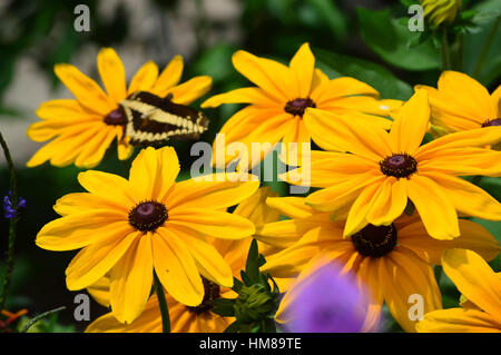 Girasole gigante e coda di rondine Butterfly - Questa foto è stata scattata nel giardino botanico in Illinois Foto Stock