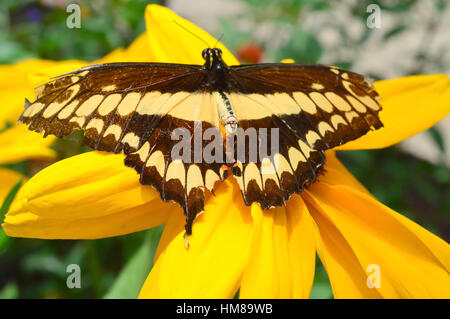 Giant coda di rondine Butterfly - Questa foto è stata scattata nel giardino botanico in Illinois Foto Stock