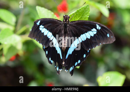 A coda di rondine gigante Butterfly - Questa foto è stata scattata nel giardino botanico in Illinois Foto Stock