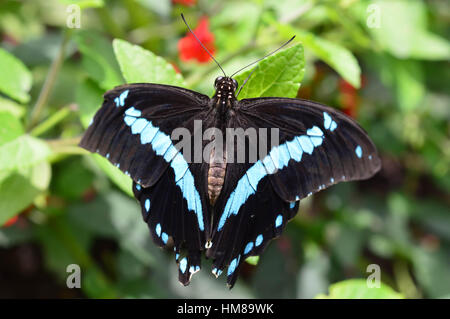 A coda di rondine gigante Butterfly - Questa foto è stata scattata nel giardino botanico in Illinois Foto Stock