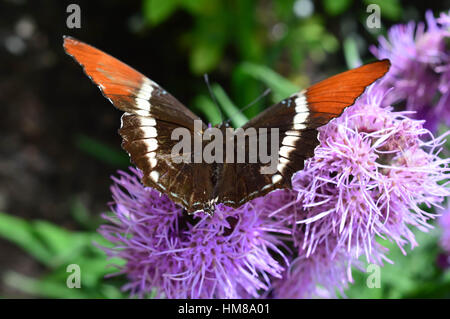 Red Admiral farfalla sul fiore rosa - Questa foto è stata scattata nel giardino botanico in Illinois Foto Stock