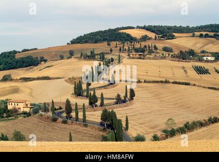 Strada fiancheggiata da cipressi tra Monticchiello e Chianciano Terme, Val d'Orcia (patrimonio mondiale Unesco, 2004), Toscana, Foto Stock