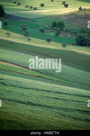 Campi coltivati e piante, il paesaggio agricolo nei pressi di Macerata, Marche, Italia. Foto Stock