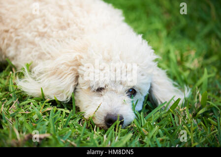 Bianco barboncino carino dormire su erba verde Foto Stock