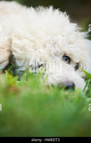Carino bianco barboncino francese posa sull'erba Foto Stock