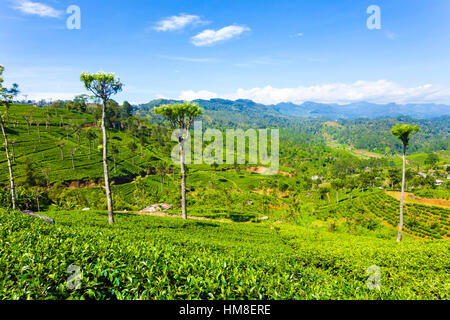 Colline e valli di piantagione di tè station wagon con vista mozzafiato sulle montagne circostanti in highland city di Haptuale, Foto Stock