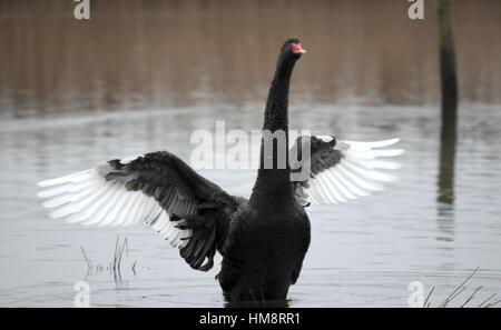 Cigno nero Foto Stock