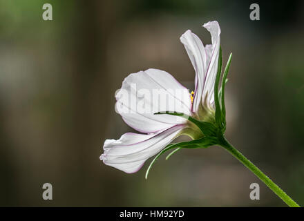 Cosmos bianco Foto Stock
