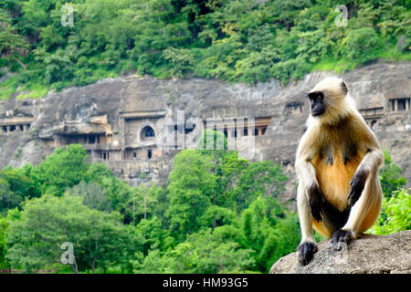 Langur grigio (scimmia Hanuman Langur) (Semnopithecus sp.) al di fuori delle grotte di Ajanta, Maharashtra, India Foto Stock