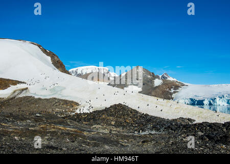 Adelie penguin (Pygoscelis adeliae) colonia nella speranza Bay, Antartide, regioni polari Foto Stock