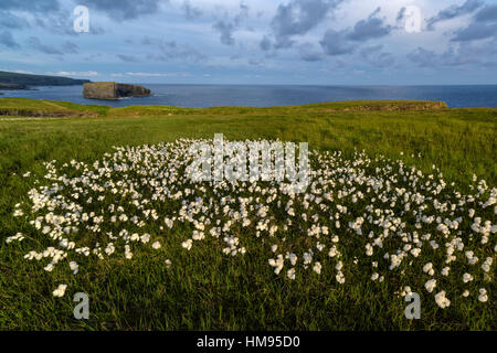 Punto di Castello, Loop di testa, County Clare, Munster, Repubblica di Irlanda Foto Stock