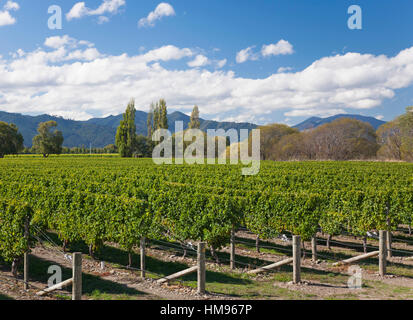 Da filari ordinati in un tipico Wairau Valley vineyard, Renwick, nelle vicinanze del Blenheim, Marlborough, Isola del Sud, Nuova Zelanda Foto Stock