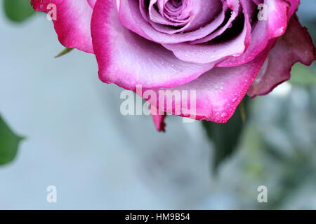 Unica rosa rosa da vicino su uno sfondo luminoso Foto Stock