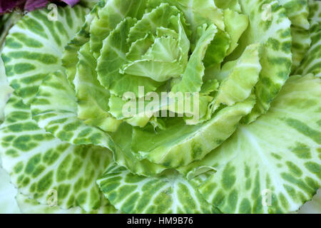 Fresco verde cavolo da vicino con nessuno sfondo Foto Stock