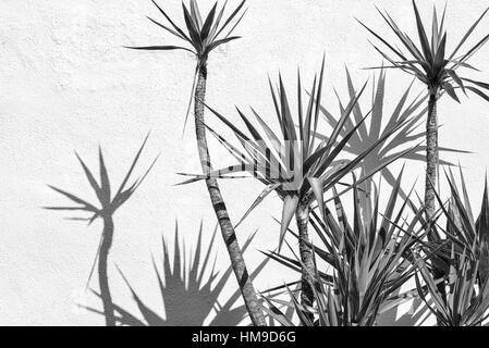 Close up di palme gettando ombre contro un muro di cemento. Foto Stock