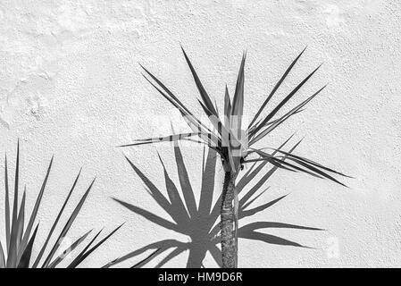 Close up di palme gettando ombre contro un muro di cemento. Foto Stock