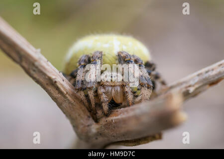 Araneus quadratus, un quattro punti di orb spider comunemente trovati sulla brughiera Foto Stock