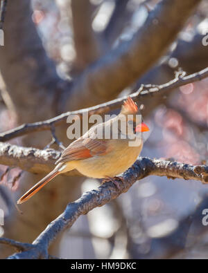 Il Cardinale nord femmina, Cardinalis cardinalis, arroccato su di un lembo di albero in Oklahoma, Stati Uniti d'America. Foto Stock