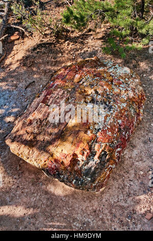 Legno pietrificato a Escalante foresta pietrificata del Parco Statale di Altopiano del Colorado, Utah, Stati Uniti d'America Foto Stock