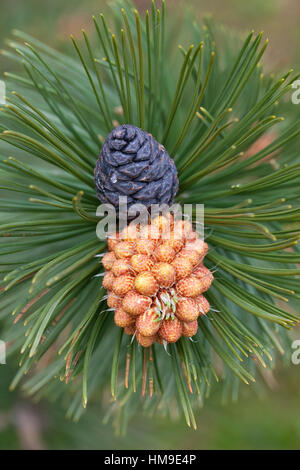 Schlangenhaut-Kiefer, Schlangenhautkiefer, Lorica-Kiefer, Panzerkiefer, Panzer-Kiefer, Kiefer, Pinus heldreichii, Pinus leucodermis, Pino Loricato, PAL Foto Stock