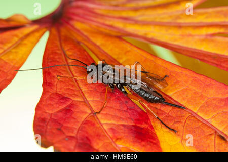 Schlupfwespe, Weibchen, Pimpla spec., Ichneumon, parassitarie wasp, femmina Foto Stock