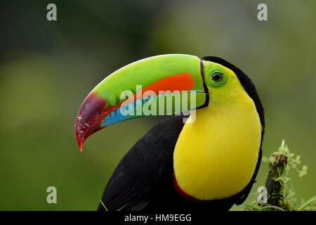 Chiglia- fatturati Toucan ritratto in Costa Rica foresta pluviale tropicale Foto Stock