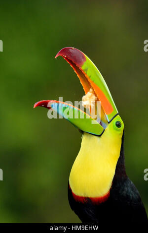 Chiglia- fatturati Toucan ritratto in Costa Rica foresta pluviale tropicale Foto Stock