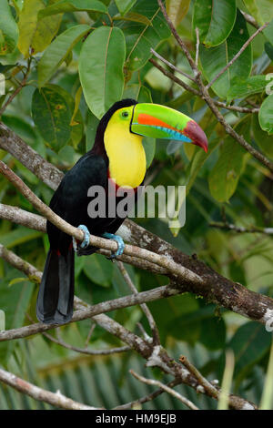 Chiglia- fatturati Toucan in Costa Rica foresta pluviale tropicale Foto Stock