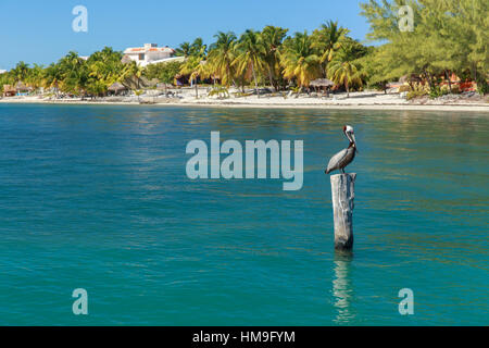 Un Pellicano si siede su un polo nell'oceano con una vista della spiaggia di Isla Mujeres, Messico. Foto Stock