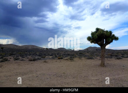 Lonely Joshua tree con cielo blu sullo sfondo 1.STATI UNITI D'AMERICA. Foto Stock