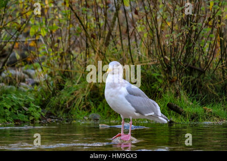 Seagull in attesa alla esecuzione di salmone in fondali bassi,Missione BC . Foto Stock