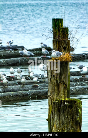 Sacco di gabbiani soggiorno sul driftwood al tranquillo atterraggio imperiale, Steveston patrimonio Villaggio di pesca 2. Richmond in Canada. Foto Stock