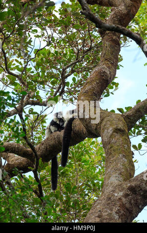 In bianco e nero lemure ruffed (Varecia variegata subcincta) nella foresta pluviale naturale habitat, Nosy Mangabe riserva forestale. Madagascar la fauna selvatica e wildern Foto Stock