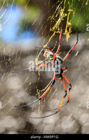 Seta dorata orb-Weaver, ragno gigante sul web. Nosy Mangabe isola, Toamasina provincia, Madagascar la fauna selvatica e la natura selvaggia Foto Stock