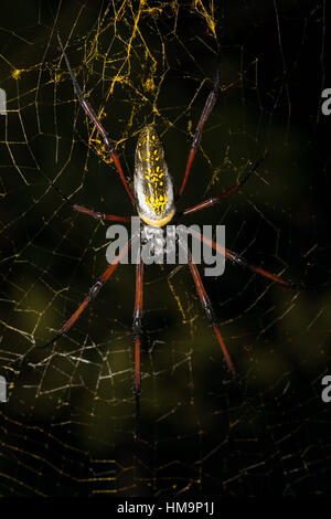 Seta dorata orb-Weaver, ragno gigante sul web. Nosy Mangabe isola, Toamasina provincia, Madagascar la fauna selvatica e la natura selvaggia Foto Stock