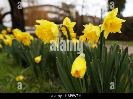 Fioritura narcisi accanto al fiume Wey a Guildford. Foto Stock